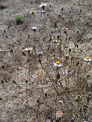 lessingia filaginifolia